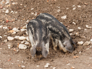 Swallow-bellied Mangalica or mangalitsa piglets digging the ground with their snout in search of food