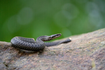 Zmije obecná, European adder, European viper (Vipera berus) basking in natural habitat is a...