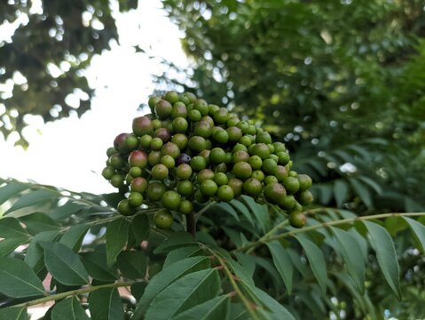 Koro rivet leaves and fruit are Salam koja leaves and fruit Murraya koenigii syn. Chalcas koenigi or curry leaves
