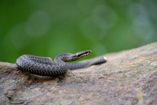 Zmije obecn&aacute;, European adder, European viper (Vipera berus) basking in natural habitat is a venomous snake that is extremely widespread and can be found throughout most of Western Europe.