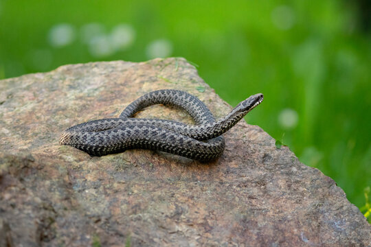 Zmije obecn&aacute;, European adder, European viper (Vipera berus) basking in natural habitat is a venomous snake that is extremely widespread and can be found throughout most of Western Europe.