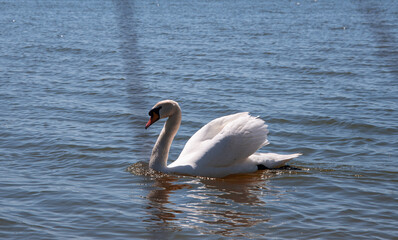 Beautiful white swan floating near the lake. The family of birds.