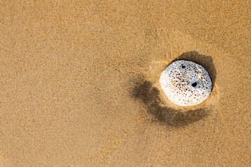 Small coral on sandy beach, summer outdoor day light, nature background