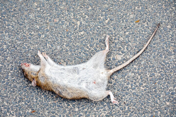 Tote Ratte liegt auf der Straße, wurde wahrscheinlich vergiftet