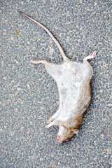 Tote Ratte auf der Straße