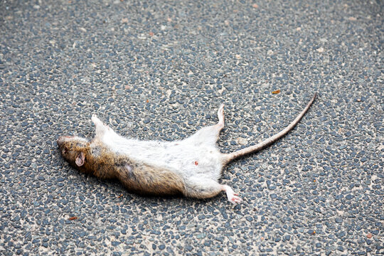 Tote Ratte liegt auf der Stra&szlig;e, wurde wahrscheinlich vergiftet