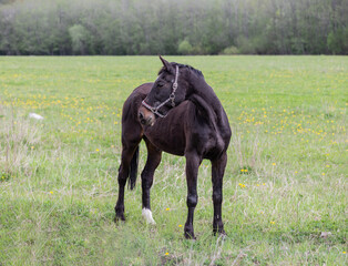 A horse with its head up in the field on a farm in the Leningrad region