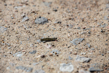A caterpillar crawls a dirt road in good weather in the village