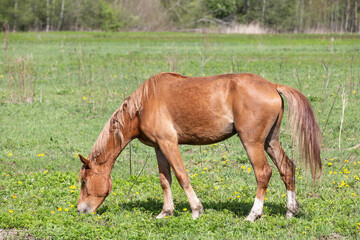 Naklejka na ściany i meble A horse with its head down eats grass in a field on a farm in the Leningrad region