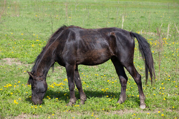 A horse with its head down eats grass in a field on a farm in the Leningrad region