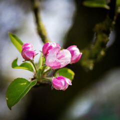 Obraz na płótnie Canvas Little apple tree flowers