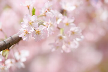 淡いピンクの思川桜　クローズアップ