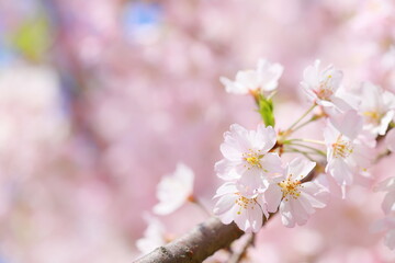 Fototapeta premium 淡いピンクの思川桜 クローズアップ