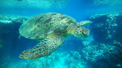 sea turtle swims underwater in the sea