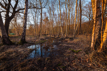 Abendsonne am Moorsee