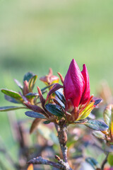 Fototapeta premium Azalea buds in spring on sunny day.