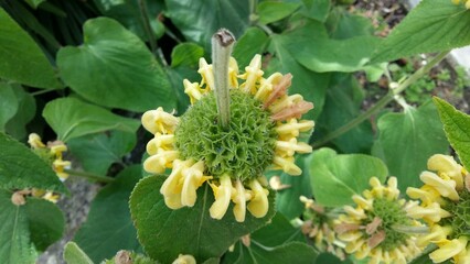 Beautiful flowers, Parc Floral de Paris, Vincennes, France