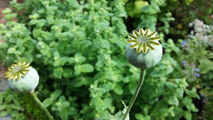 Beautiful flowers, Parc Floral de Paris, Vincennes, France