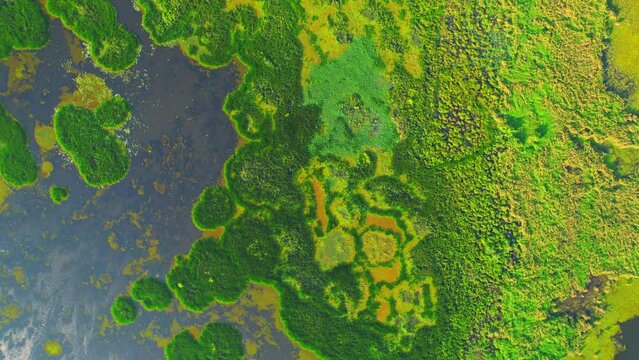 Aerial view from a drone over green and yellow plants in a large wetland. an abundance of tropical plants in Thale Noi, Phatthalung, Thailand. 4k drone footage
