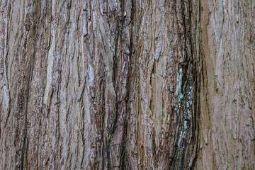 Details of Metasequoia glyptostroboides, commonly know as dawn redwood tree