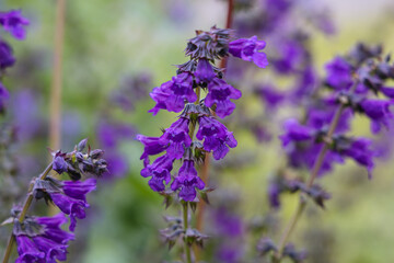 Fototapeta premium Close up on Horminum pyrenaicum flowers known as Horminum