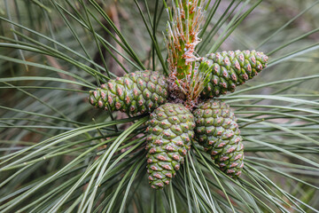 Close up on a cones of Austrian pine - black pine tree