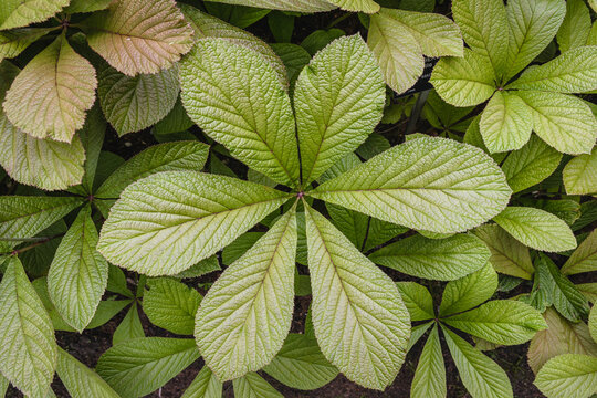 Close up on a leaves of Rodgersia aesculifolia plant