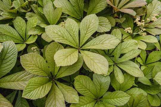 Close up on a green leaves of Rodgersia aesculifolia plant