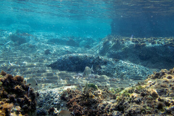 Ionian Sea, Zakynthos island, Greece, Europe. Traveling concept background. Aquatic wildlife in the water. Scuba diving with marine animal.Underwater photography from snorkeling with fish.