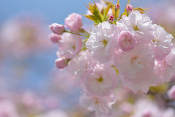 Cherry Blossom - Kirschblüte	
