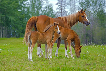 Naklejka na ściany i meble Arabian Horse with two foals in the green spring meadow. 