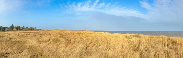 Fototapeta na wymiar read grass landscape at sylt with view to ocean