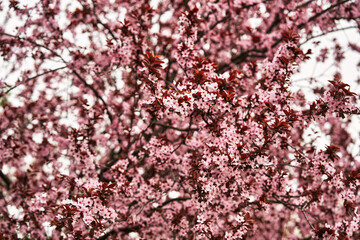 Prunus virginiana Shubert with flowers