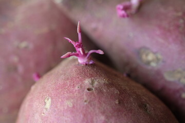 Re-grow buds sweet potato 