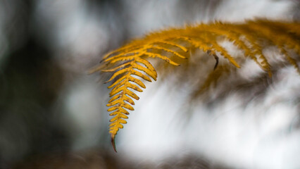 Macro de feuilles de fougère jaunes, à l'approche de l'automne