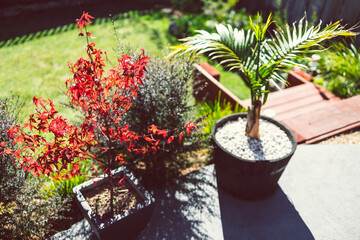 red Japanese maple and palm trees in idyllic sunny backyard with lots of tropical plants