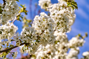blossoming tree brunch with white flowers against the sky