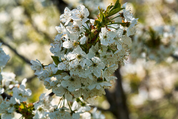 blossoming tree brunch with white flowers on bokeh green background