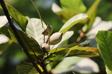 photo of green raw almond fruit hanging on the branch of almond tree
