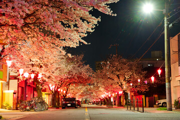 大阪市の磯路三丁目桜通の夜桜(横)