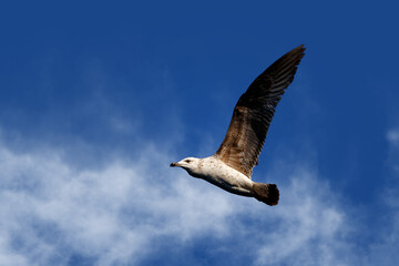 Obraz premium A seagull soars overhead in a blue sky.