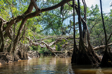 little amazon called Sang Nae canal in Phang Nga