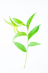 A peach branch with leaves on a white background