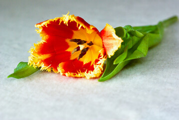 One yellow and red fringed tulip laying on white table cloth.
