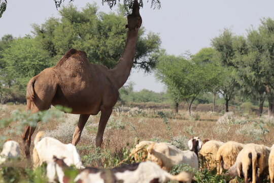 photo of A camel animal eating tree leaves in the field