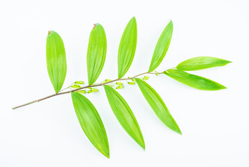 Fresh branches and leaves of Chinese herbal medicine Polygonatum chinensis on white background