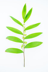 Fresh branches and leaves of Chinese herbal medicine Polygonatum chinensis on white background