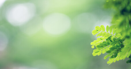 Fototapeta na wymiar spring fantasy green leaves background material