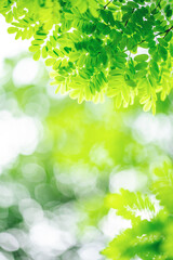 spring fantasy green leaves background material
