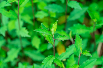 Spring wild vegetable Malan head